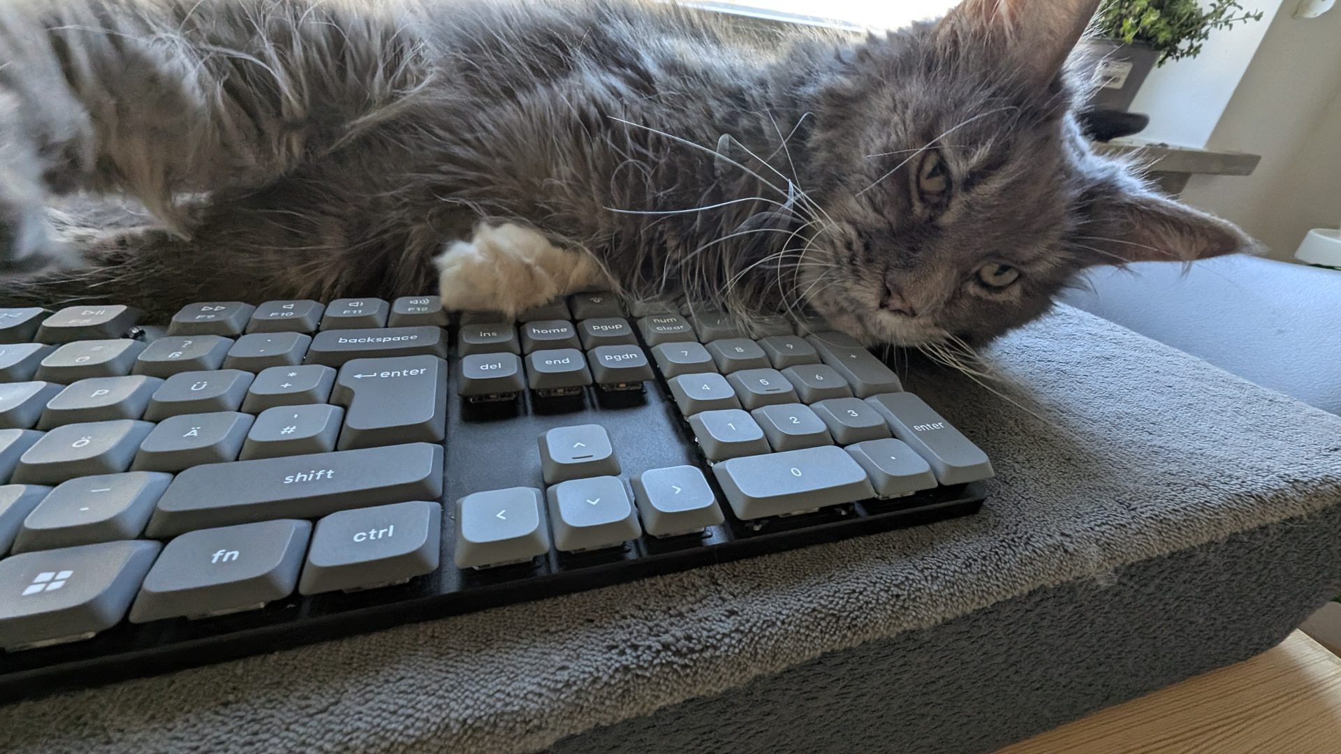 a gray cat lying on a keyboard with its head close to the keys resting on a soft surface the keyboard has a gray and black color scheme with some keys visible and a blurred background of a window and plant digital production A gray cat lying on a keyboard with its head close to the keys, resting on a soft surface. The keyboard has a gray and black color scheme, with some keys visible and a blurred background of a window and plant.